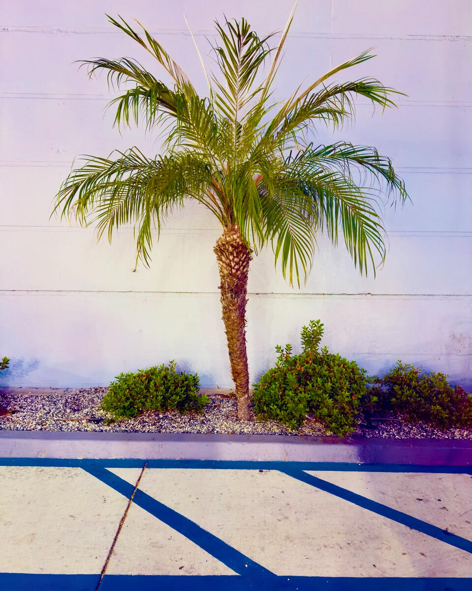 Palm